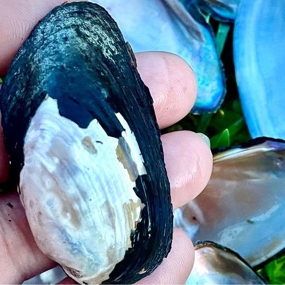 20 Iridescent Mussel Shells Coastal Nautical Decor - Picture 3 of 6